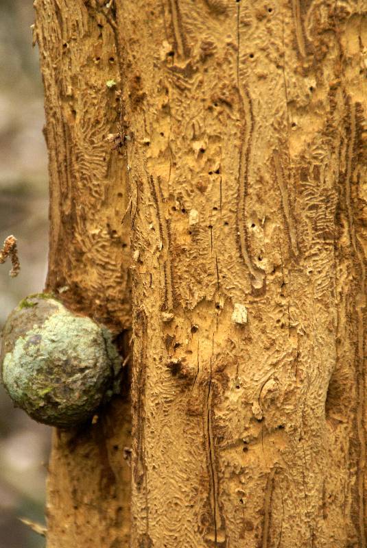 Unser Orchideenpark Bild Nr.003